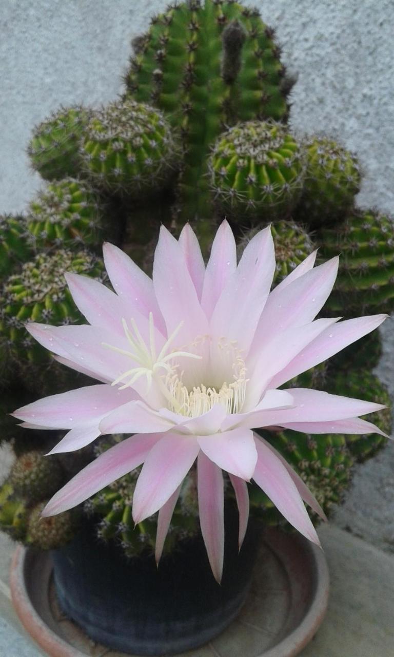 B&B Le Rose Vignacastrisi Luaran gambar